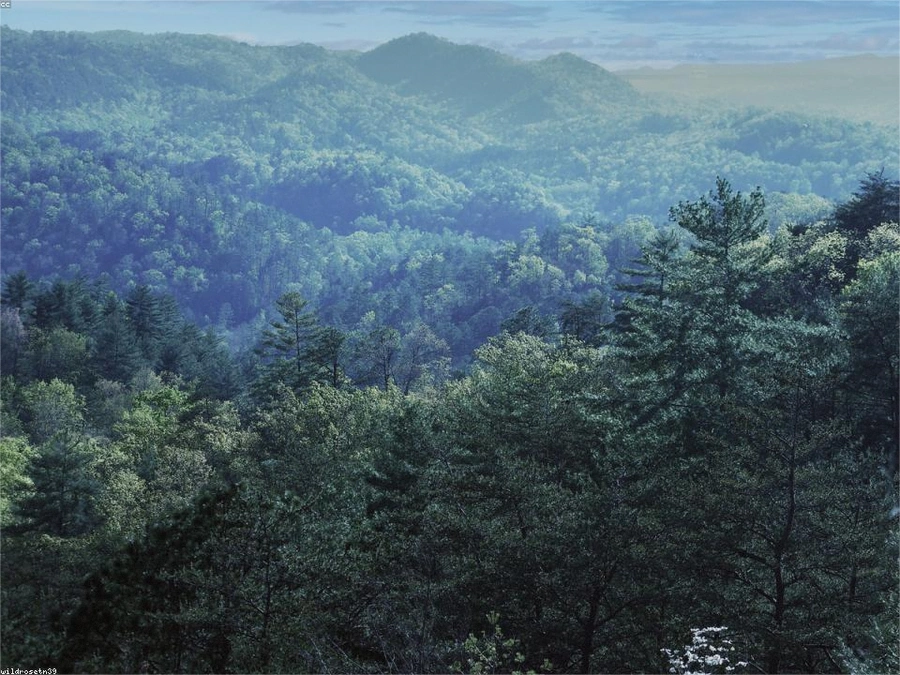 Timber Acreage in Franklin